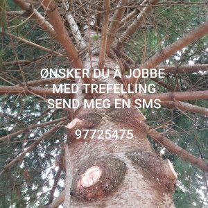 Jobbe m trefelling?