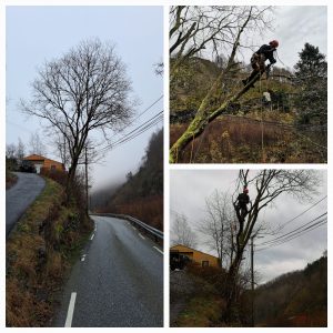 Høstfelling av kritiske trær:-)